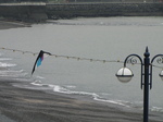 SX20359 Kite caught in lights by beach.jpg